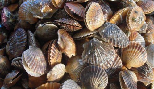 上海有幾個(gè)大的海鮮批發(fā)市場(chǎng)