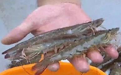 渤海明珠，鮮美上桌——濱海新區(qū)汪子蝦喜迎上市季